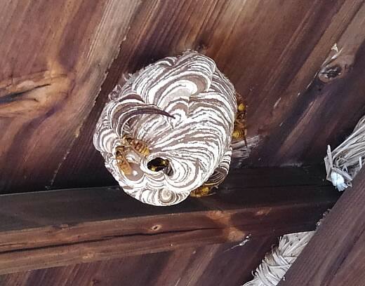 スズメバチの巣駆除一階軒下